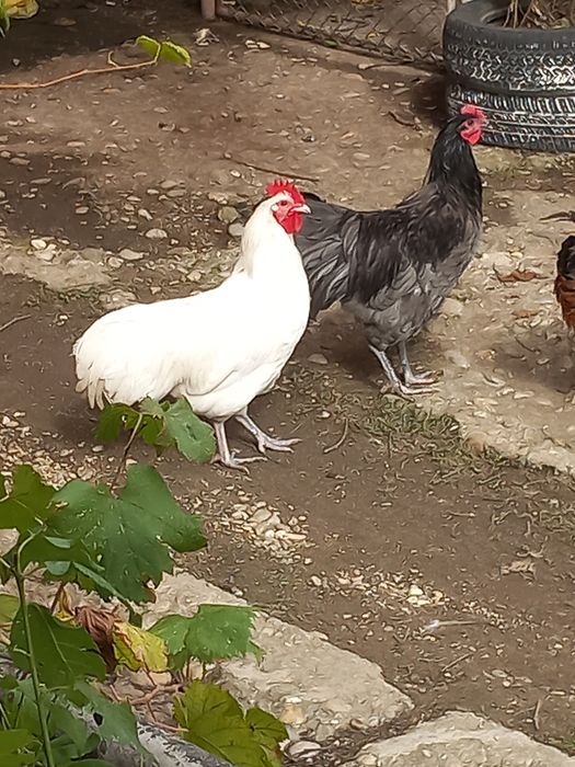 Vand sau schimb cocosi australorp