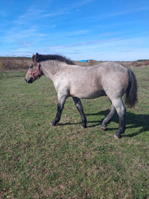 De vânzare mânz de 5-6 lunii