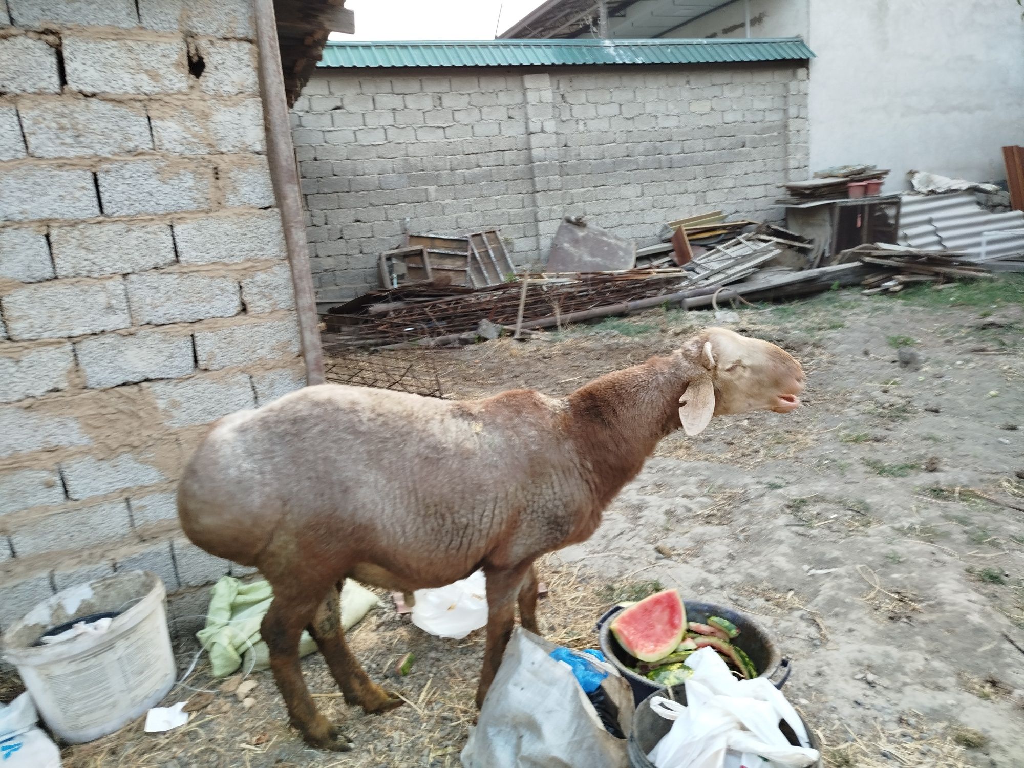 Qoylar sotiladi xammasi birga