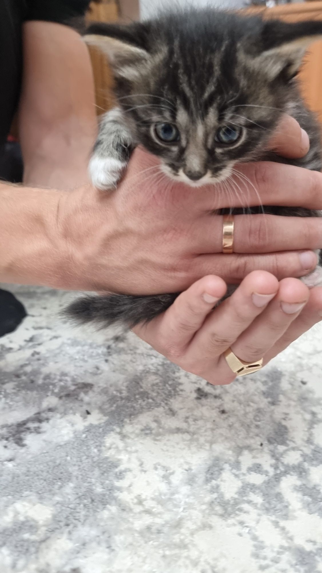 Отдам котят в добрые руки