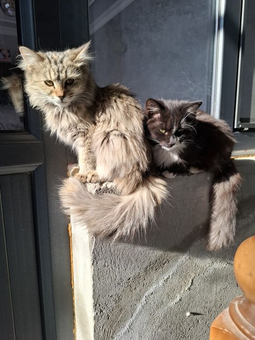 Текинга бервораман мушук боллари