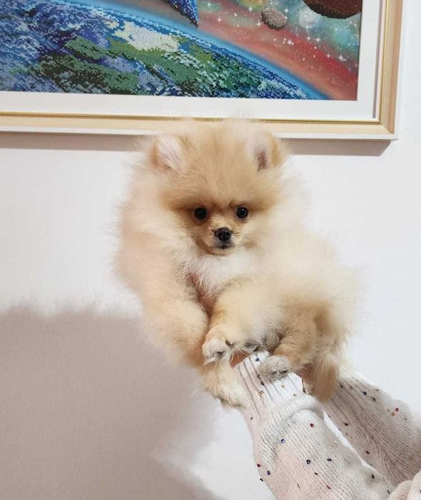 Pomeranian fetiță, FCI Pedigree, tip A, Beartype, parinti campioni