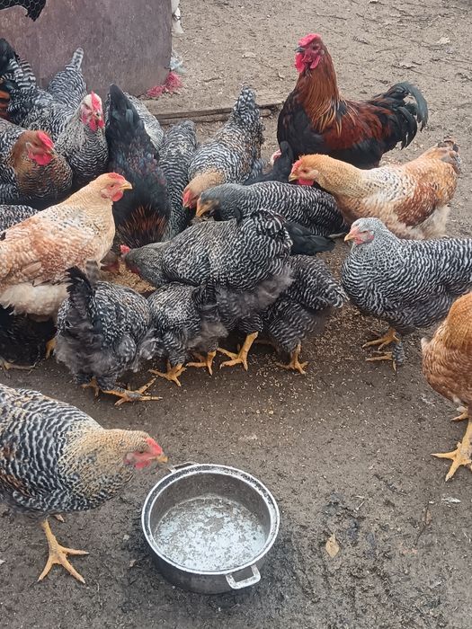 Vând cocoși și curci