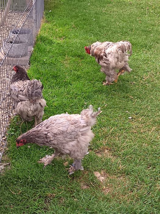 Găini de brahma albastru