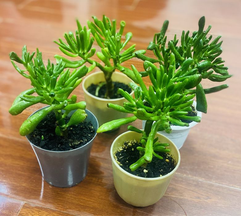 Продам комнатные цветы