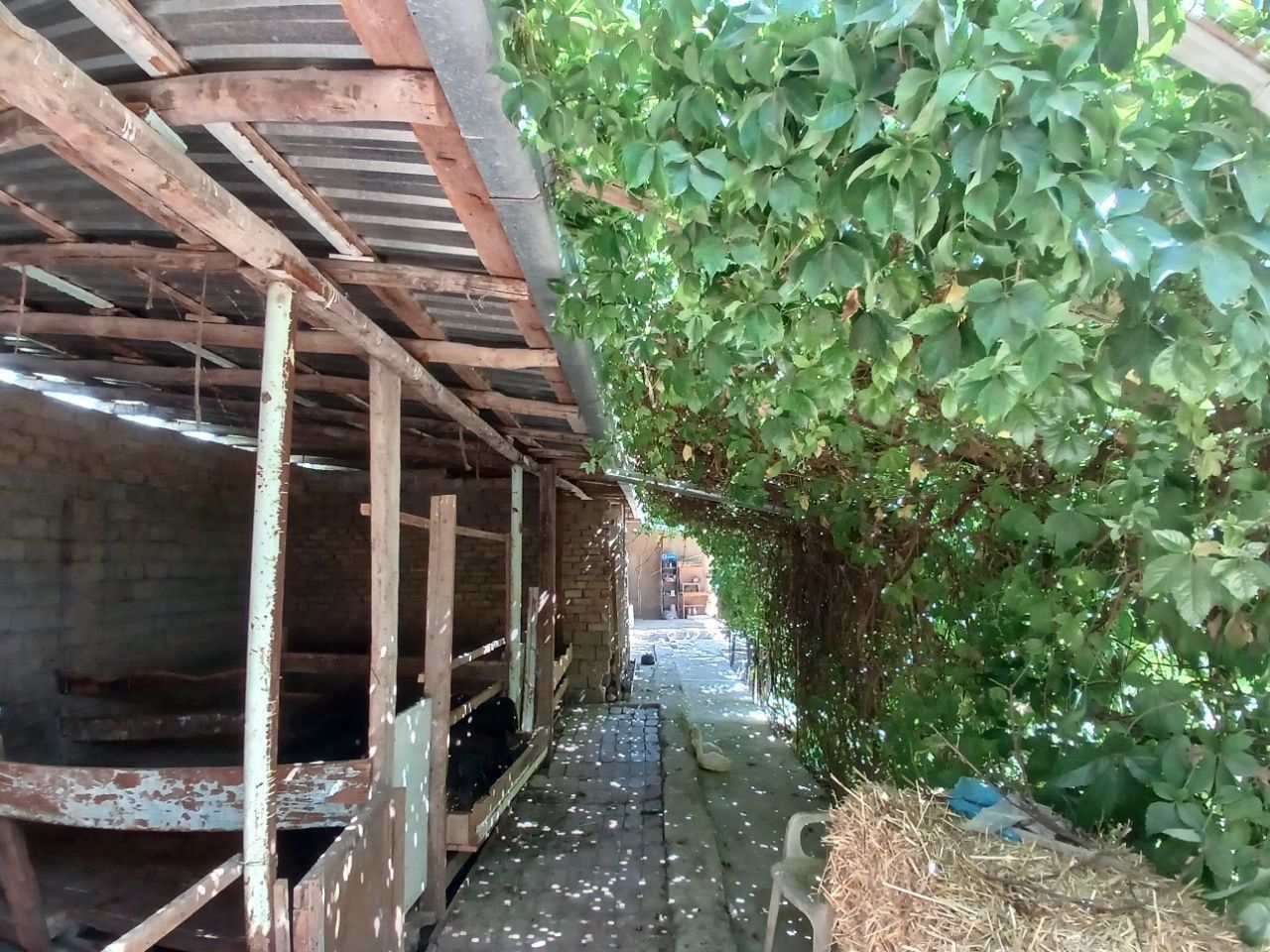 Oltin tepa dala hovli tutzor havas tinch mahalla
