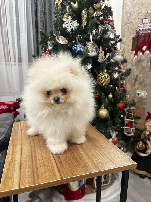 Мъжки померан бял