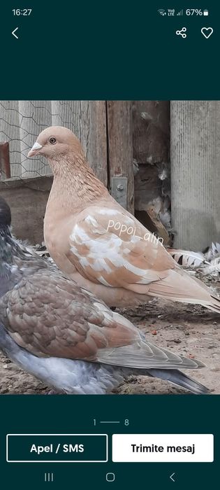 Voiajori mulemans pe roșu și pe galben