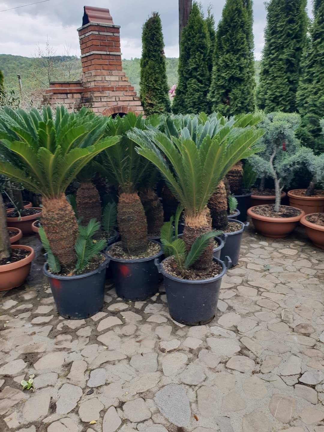 Plante decorative ori ce specie calitatea ce mai bună