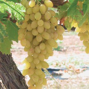 Vita de vie de masa farà samburi