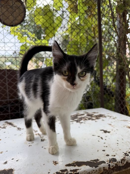 Ofer spre adoptie pui de pisica