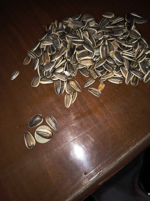 Шарен едър слънчоглед за птици