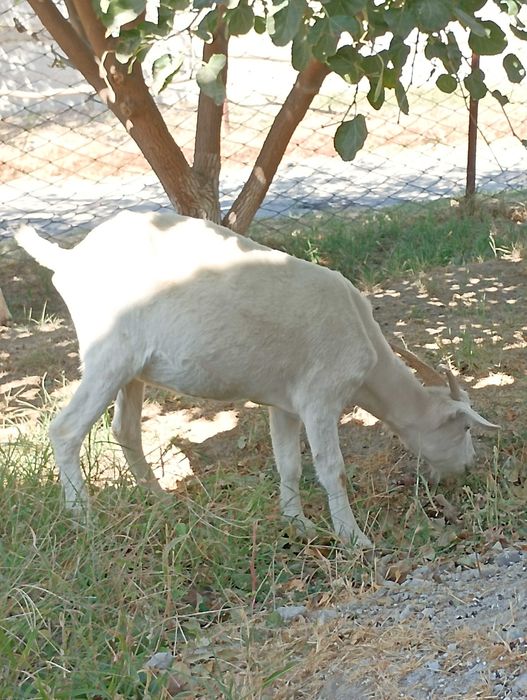 Echki sotiladi 2dona