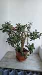 Vând planta suculenta Grassula