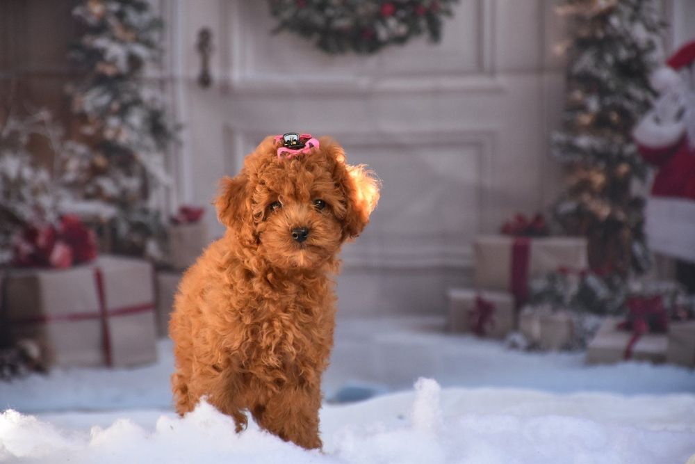 Той пудел (Toy poodle)