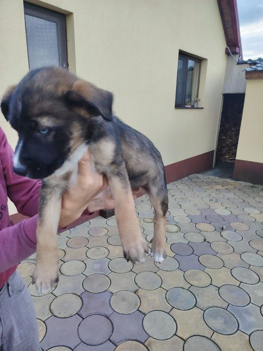 Donez  cățeluși jucausi