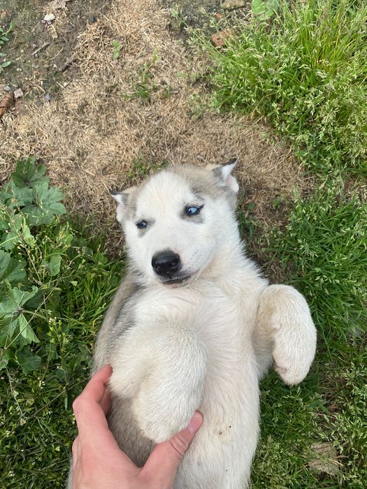 Donez pui husky  Timișoara