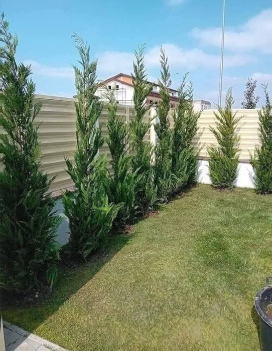 Leylandi chiparos pentru gard viu , transport gartuit oriunde in tara