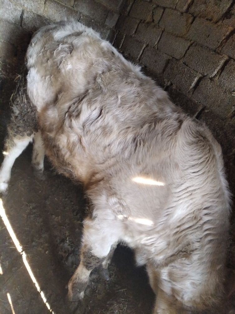 Vând vițică rasă Albastru belgian 10 luni