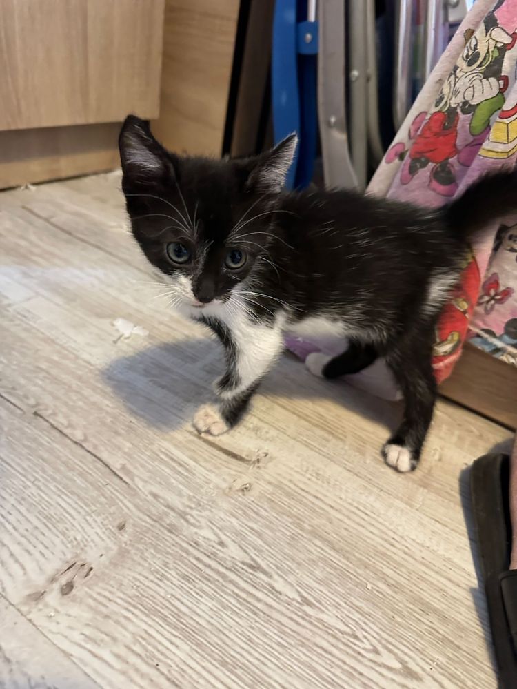 Pisicute spre adoptie