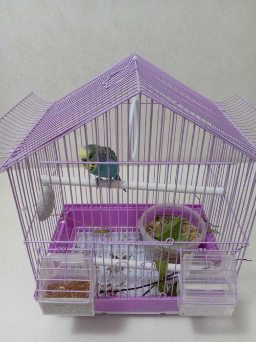 Продам попугая с клеткой