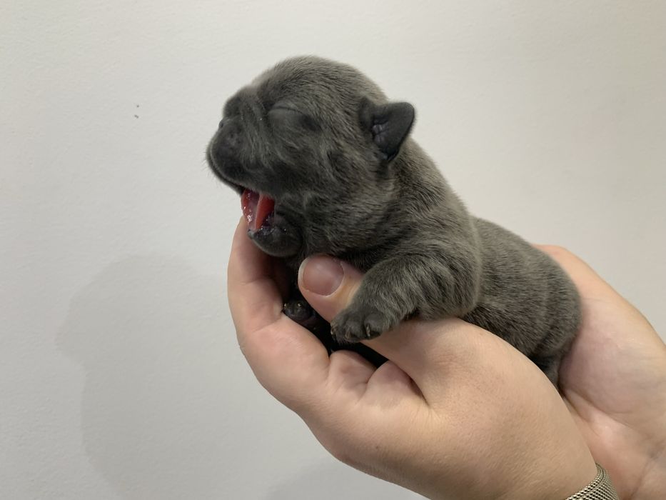 Френски Булдог French Bulldog Blue