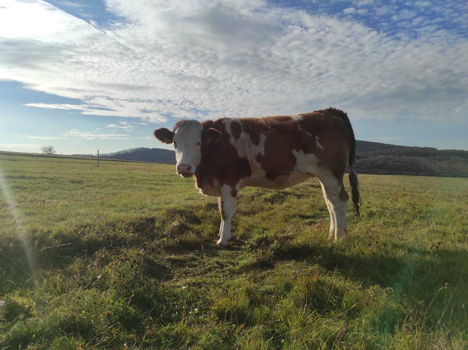 Vând 2 vaci cu lapte și 2 juninci gestante, înscrise în COP