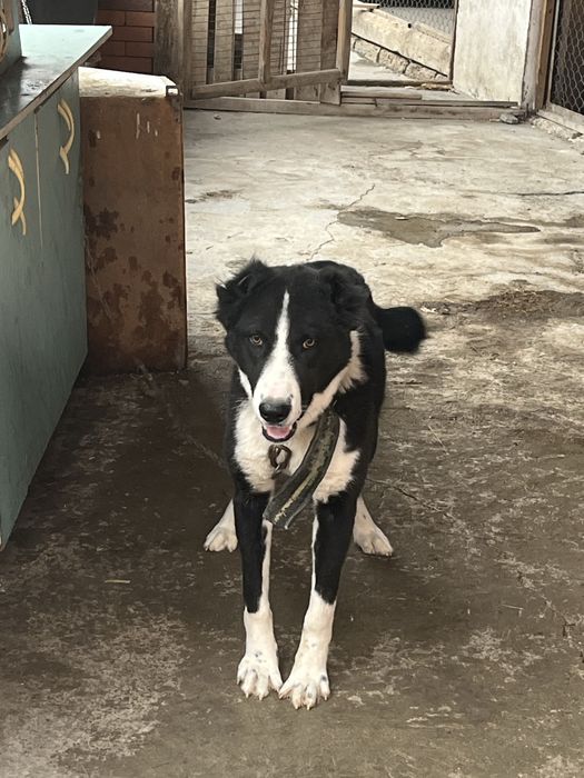 Собака      Алабай