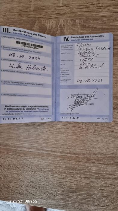 Vând câine lup cu vârsta de 1 an