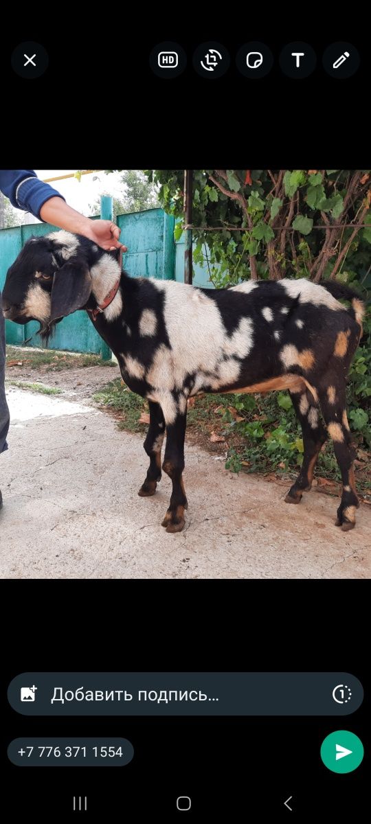 Альпи нуби еркек лак альпиский нубиский