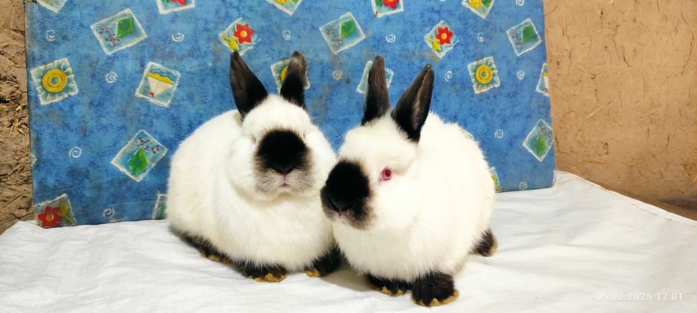 Кролики самцы Калифорнийской породы