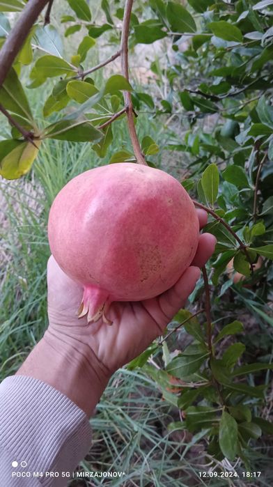 Бахорги экиш учун барча турдаги мевали ва манзарали кучатлар.