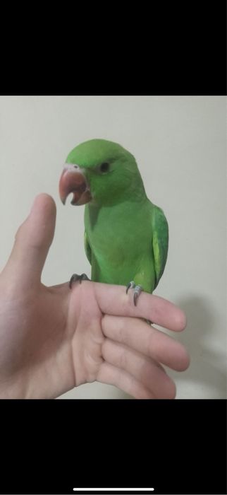 Ожереловый попугайчик ищет новый дом!