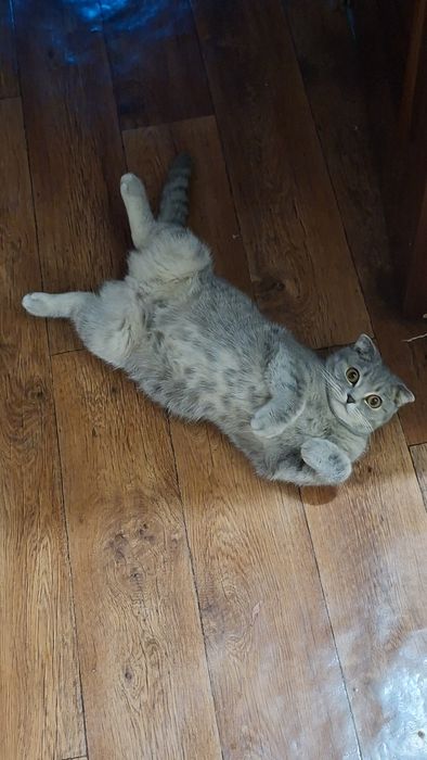 Кошка отдам в добрые руки