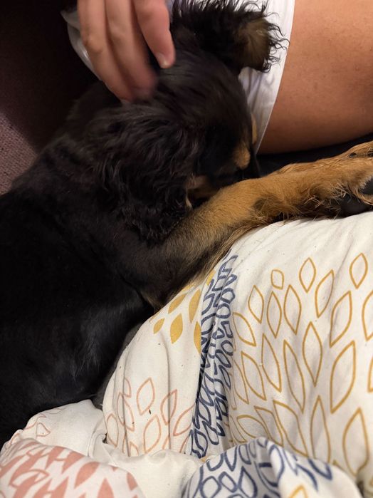 СПЕШНО!!! Подарявам женско кученце на 3 месеца