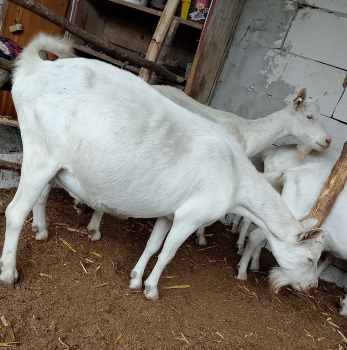 Lot de 9 capre și un tap Saanen cu pedigree