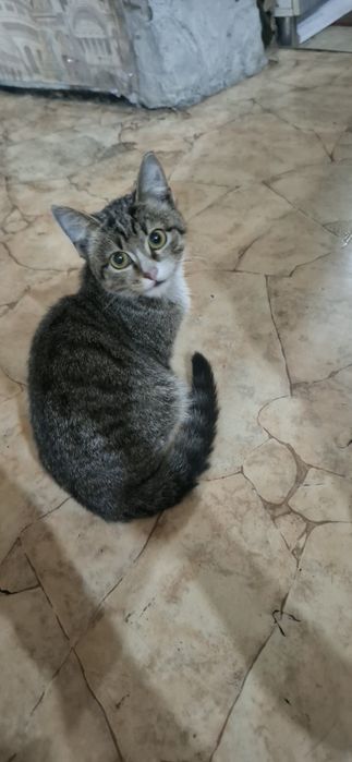 Дарю красивую кошечку