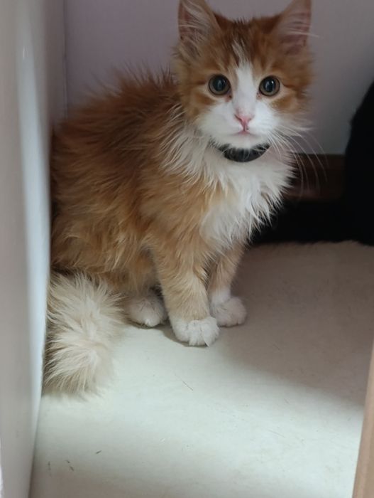 Отдам котят в добрые руки