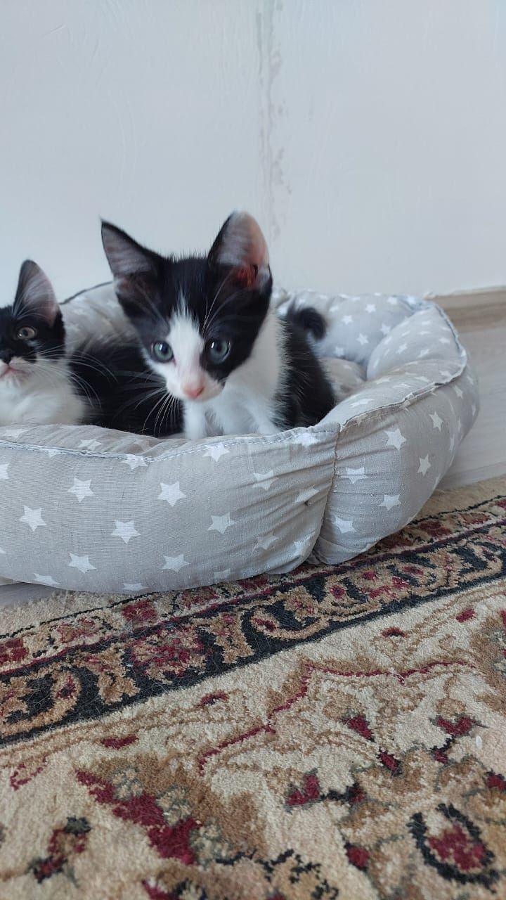 Котята в добрые руки!
