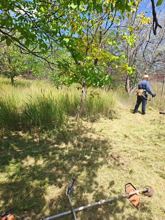 Curățare/Defrișări/Suprafețe/Tăiere Arbori/Rapid.