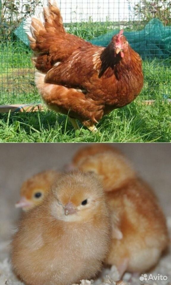 Инкубационное яйцо и молодняк несушки Ломан Браун