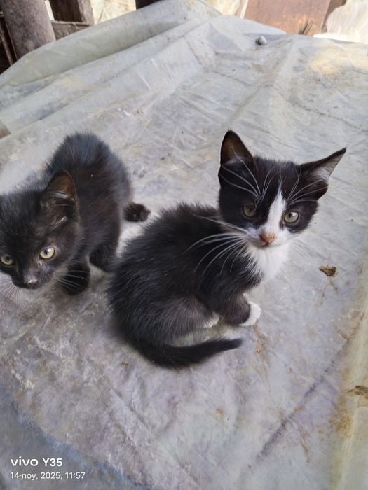 Mushukchalar hadiyaga