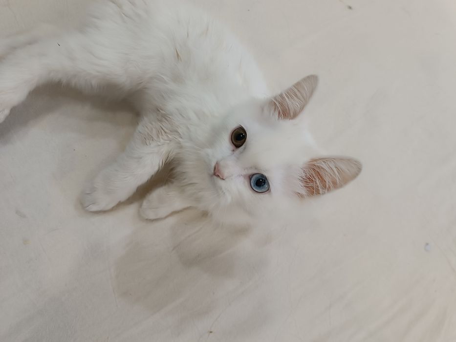 Turk angorasi ,pasporti bor