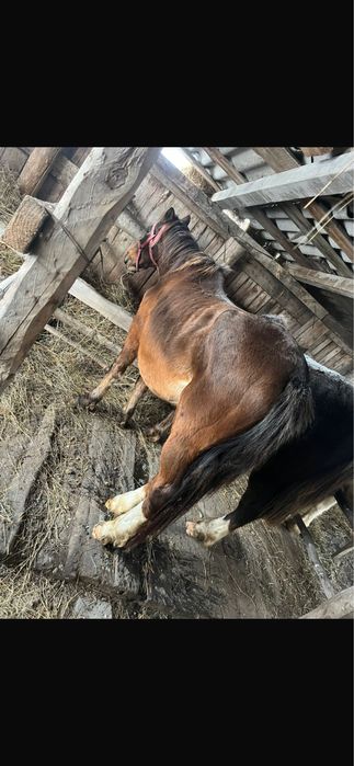 Продам кобылу, пяти летка