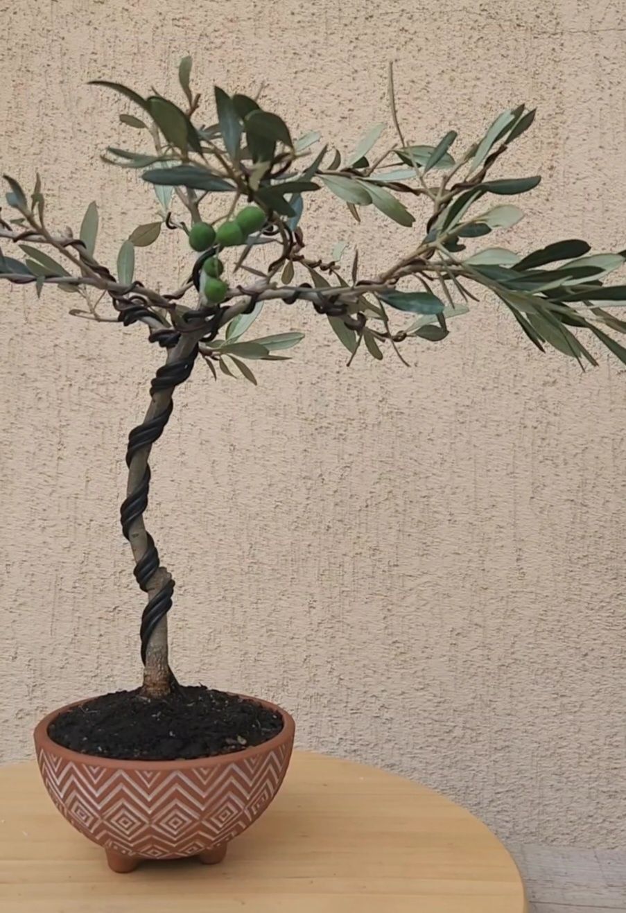 Bonsai Olea Europaea ( Maslin)