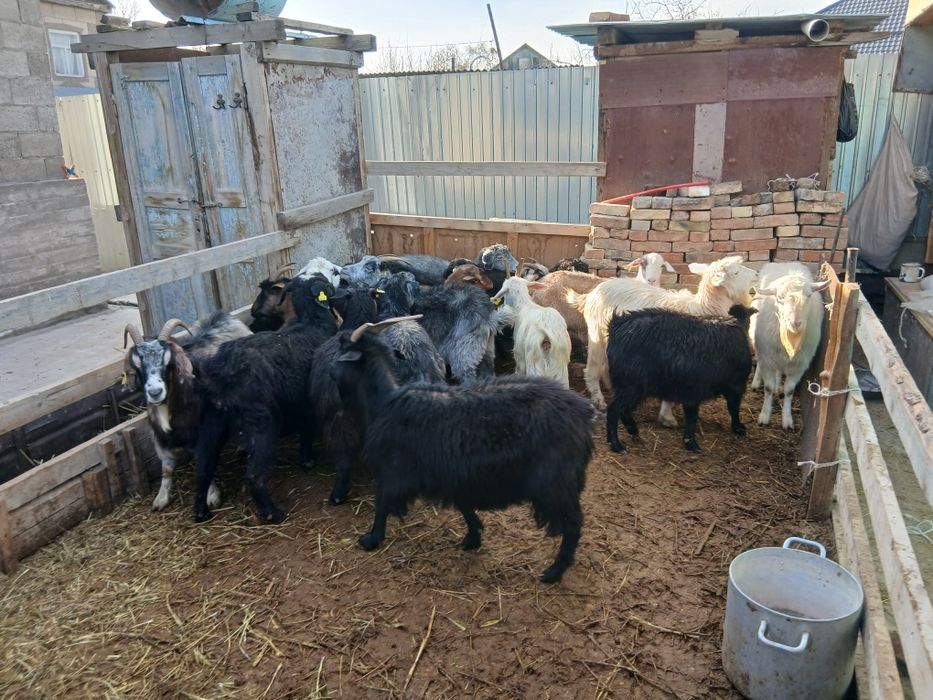 Семыз ещкылер бар 45000тен