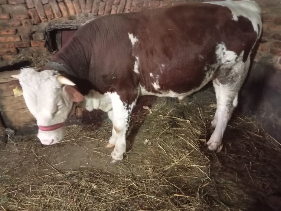 Taur rasă bălțată romaneasca