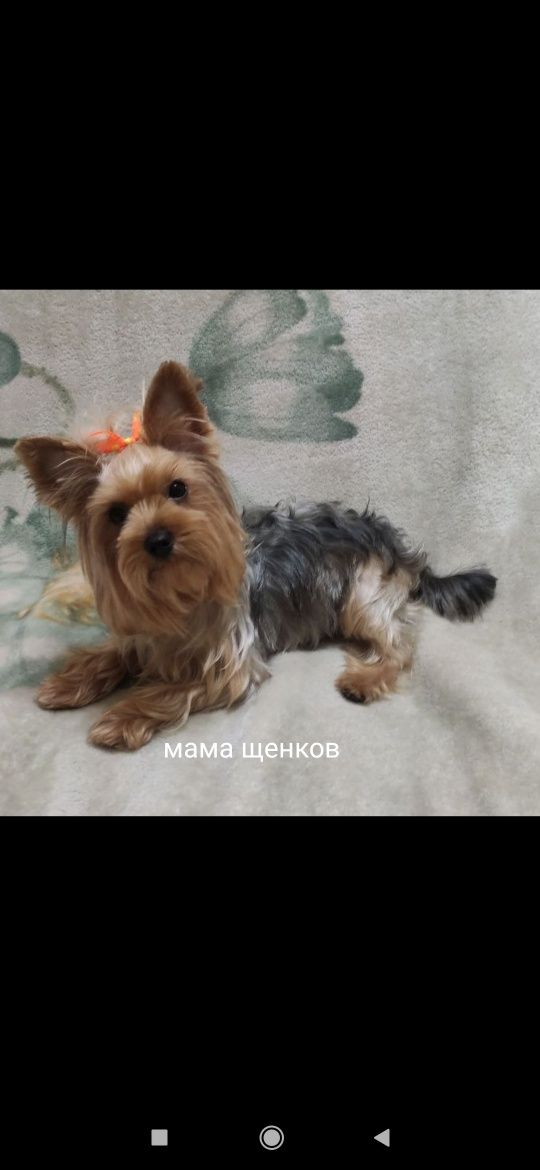 Продам Щенка Йорк Терьер