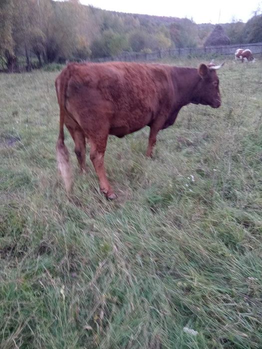 Vând vacă cu vițea