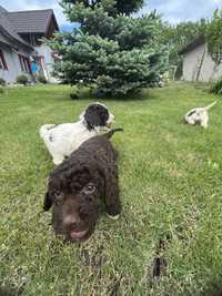 Catei lagotto romagnollo